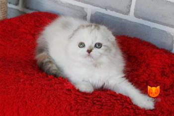 Letitia MeowClub *BY